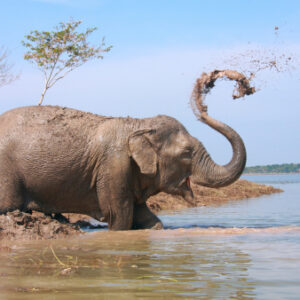 Fact about elephant trunk