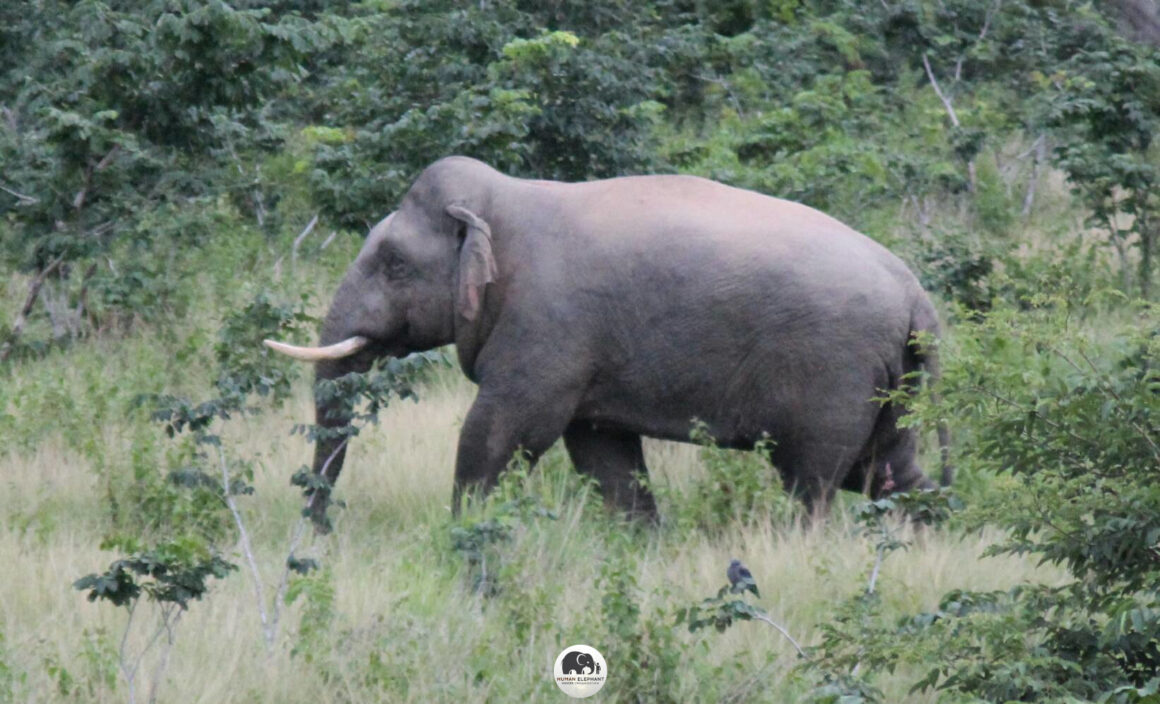 ข่าวเสียงช้าง: ช้างป่าเพศผู้รวมฝูงที่เขาใหญ่