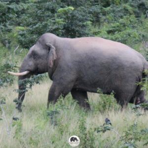 Observed a group of 8 male-tusked elephants in Khao Yai