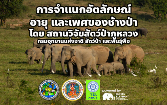 Elephant Individual Identification Training Workshop