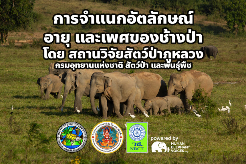Elephant Individual Identification Training Workshop