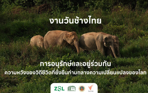 งานวันช้างไทย การอนุรักษ์และอยู่ร่วมกัน: ความหวังของวิถีชีวิตที่ยั่งยืนท่ามกลางความเปลี่ยนแปลงของโลก