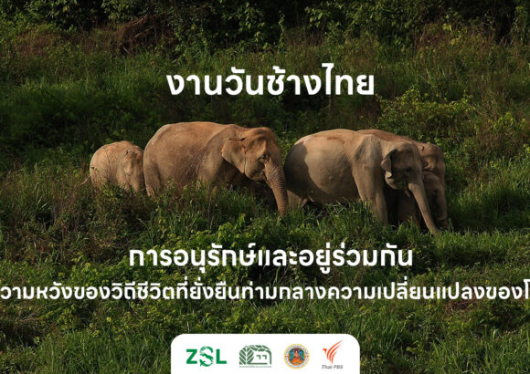 งานวันช้างไทย การอนุรักษ์และอยู่ร่วมกัน: ความหวังของวิถีชีวิตที่ยั่งยืนท่ามกลางความเปลี่ยนแปลงของโลก